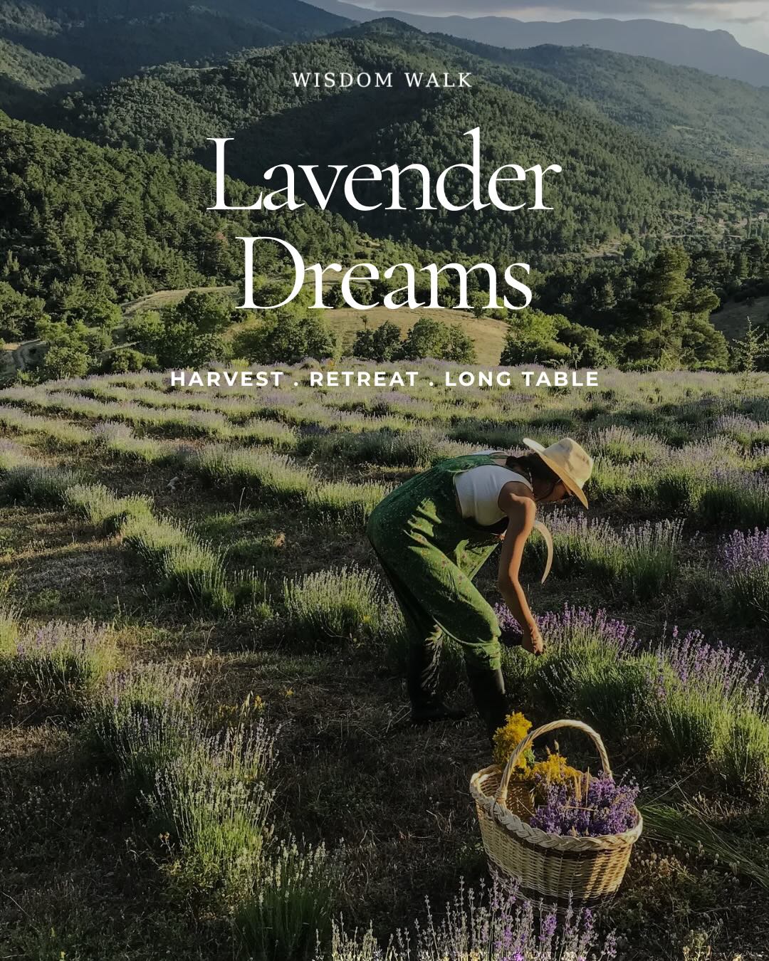 Lavender Harvest, Ida Mountains