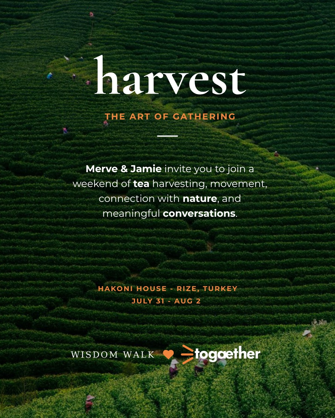 Tea Harvest, Fındıklı Karadeniz